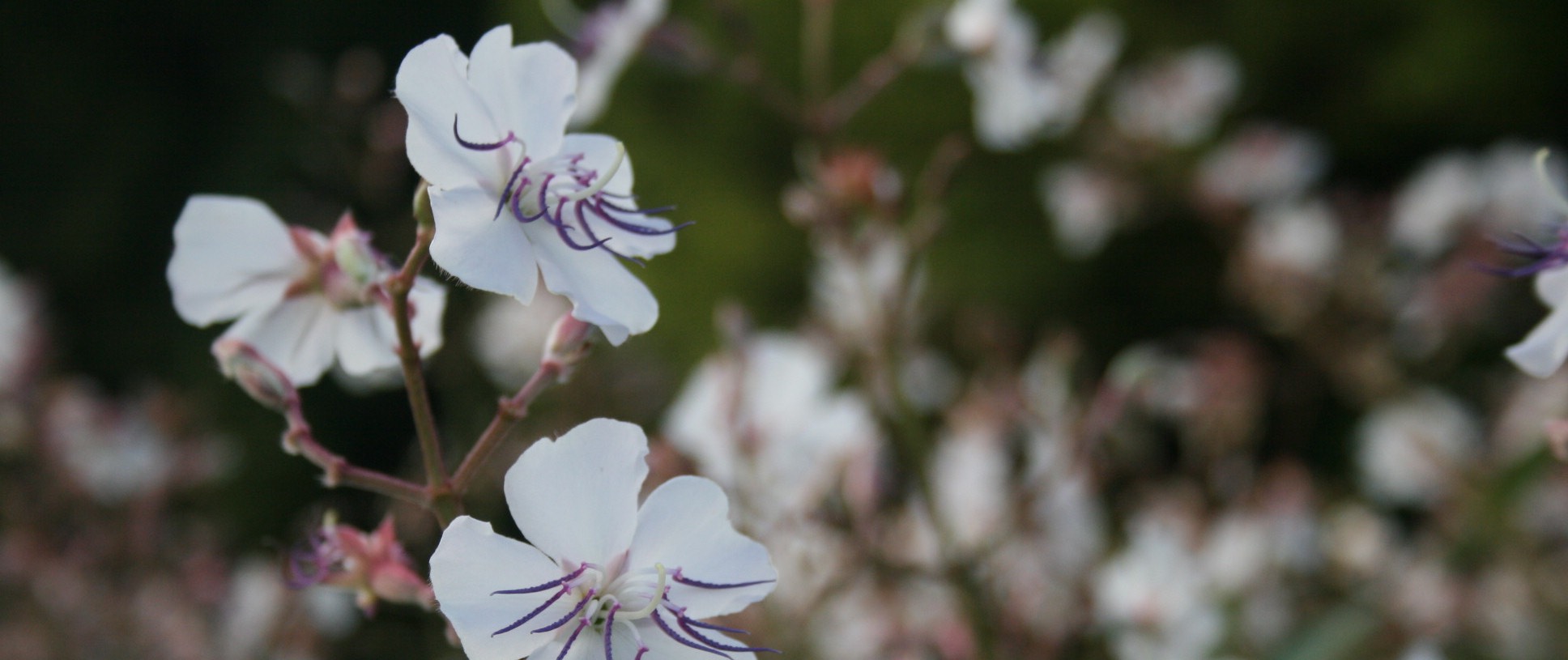 West Street Wellbeing Acupuncture North Sydney & Crows Nest