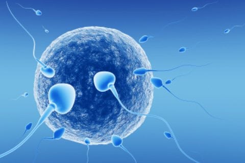 acupuncture-IVF-north-sydney