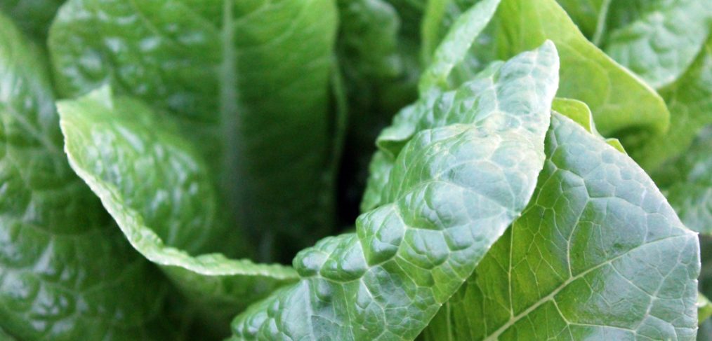 Green leafy vegetables