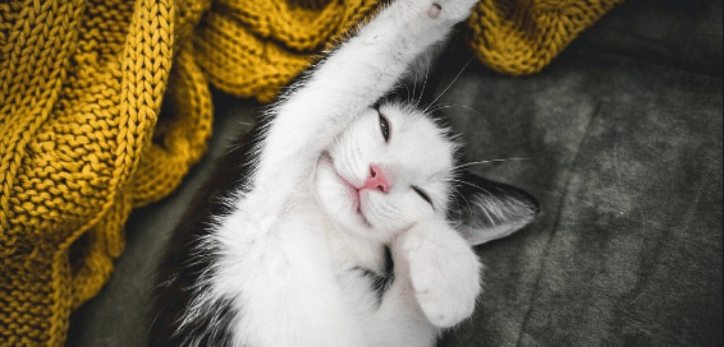 A black and white cat stretching on a grey blanket