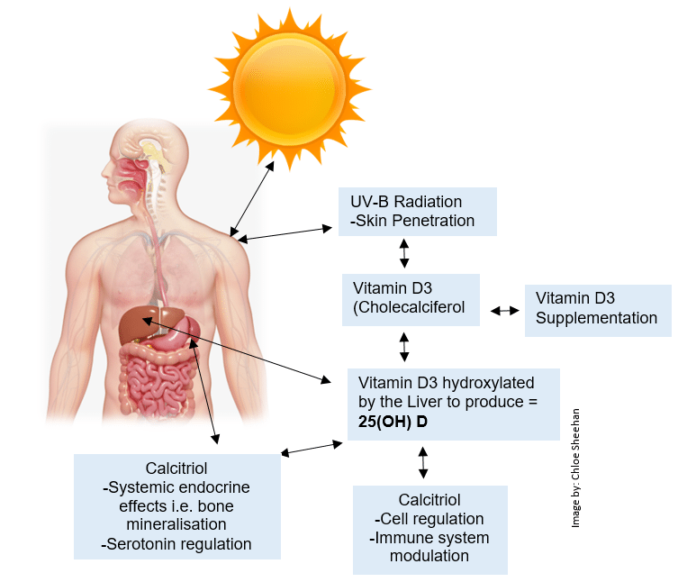 The Low Down on Vitamin D (AKA Vitamin Defend) - West Street Wellbeing