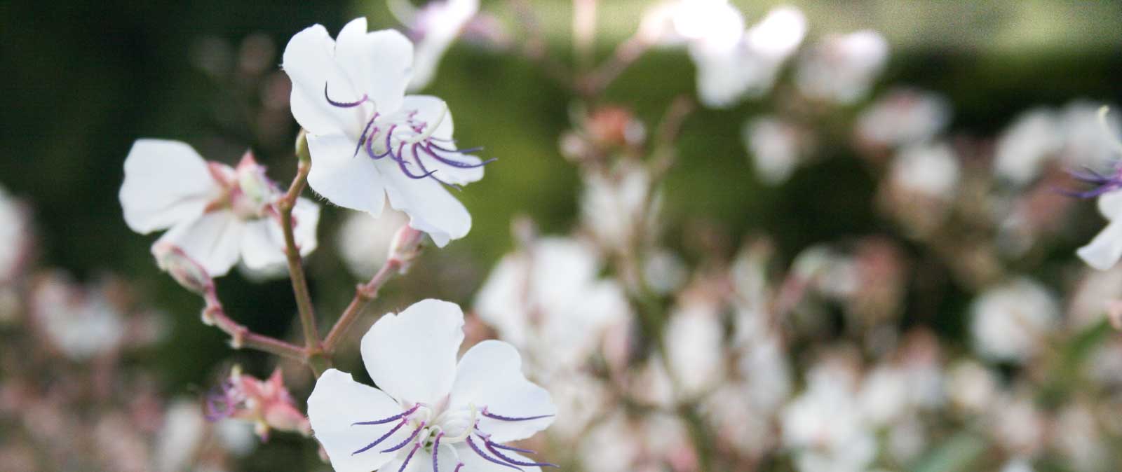 West Street Wellbeing Crows Nest Acupuncture & Massage